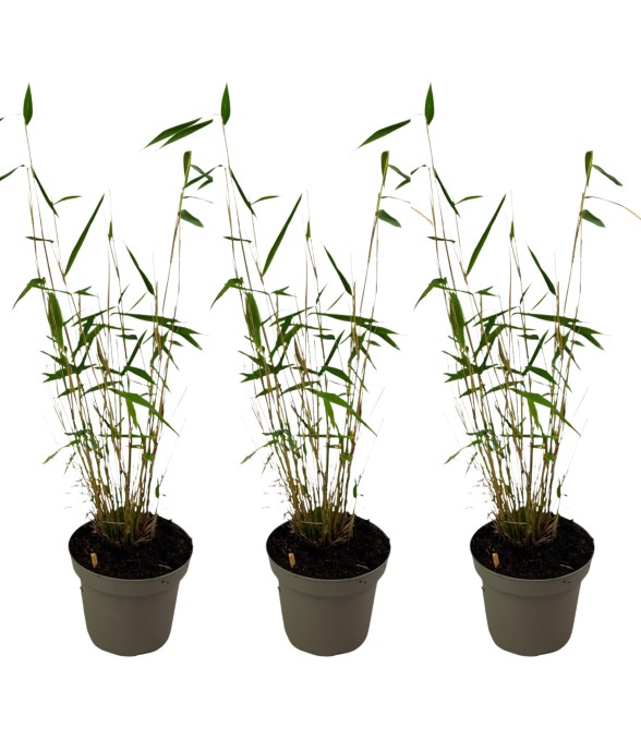 Bambou non-traçant - Set de...