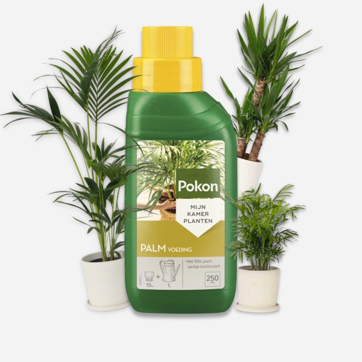 Engrais liquide pour plantes Pokon - palmiers - 250ml