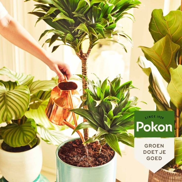 Pokon engrais pour plantes d’intérieur en poudre – 100 grammes