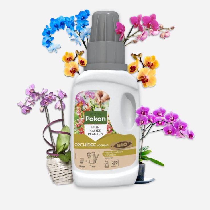 Engrais liquide pour plantes Pokon - Orchidées - 250ml