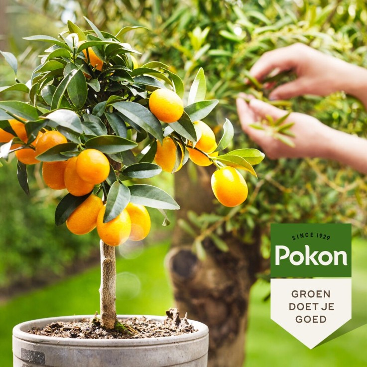 Pokon - Engrais liquide pour plantes méditerranéennes - 500 ml