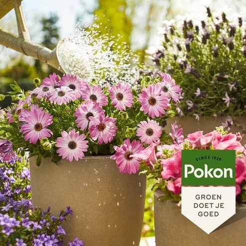Pokon engrais liquide pour plantes de terrasse et de balcon – 500 ml