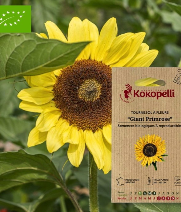 Tournesol à Fleurs Giant...