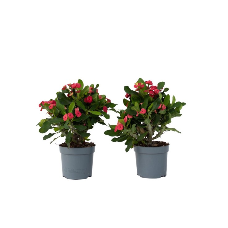 Euphorbe de Madagascar - Set de 2 - Euphorbia 'Milii' - Hauteur 25-35cm - ⌀13cm