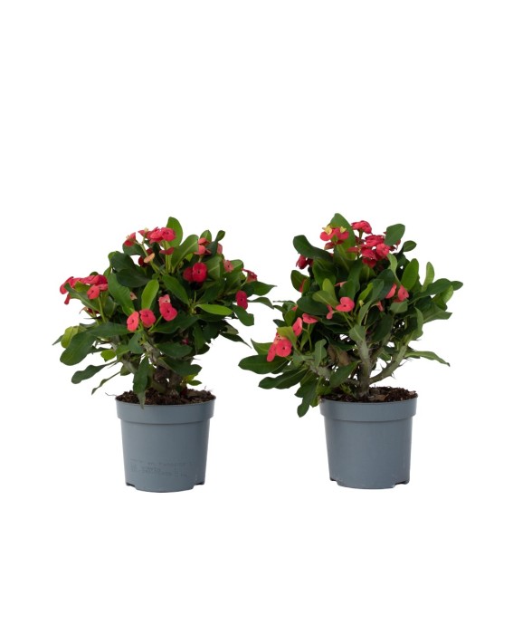 Euphorbe de Madagascar -...