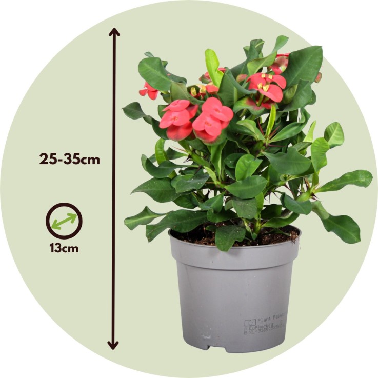 Euphorbe de Madagascar - Set de 2 - Euphorbia 'Milii' - Hauteur 25-35cm - ⌀13cm