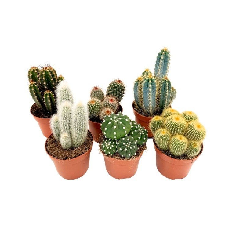 Mélange de cactus - Lot de 6 - Cactus - Hauteur 15-20cm - ⌀10,5cm