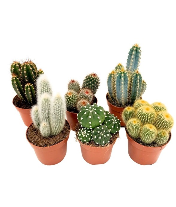 Mélange de cactus - Lot de...