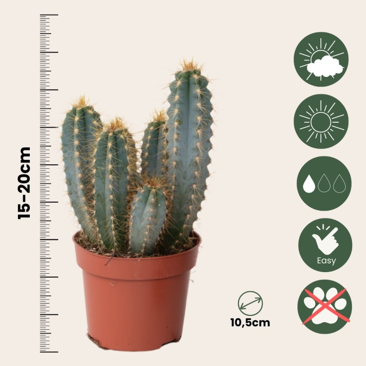 Mélange de cactus - Lot de 6 - Cactus - Hauteur 15-20cm - ⌀10,5cm