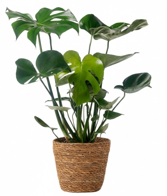 Plante à trous - Monstera...