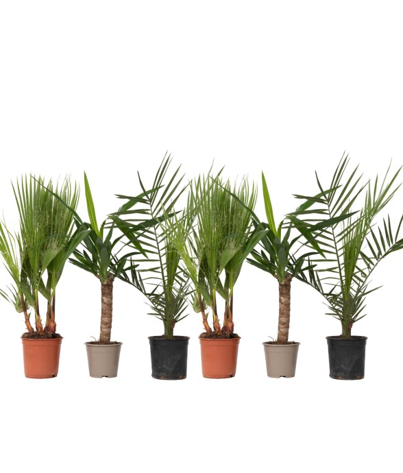 Mélange de Palmiers...