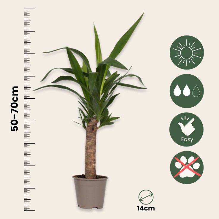 Mélange de Palmiers d'intérieur - Set de 6 - Indoor Palmmix - H50-70cm - ⌀14cm