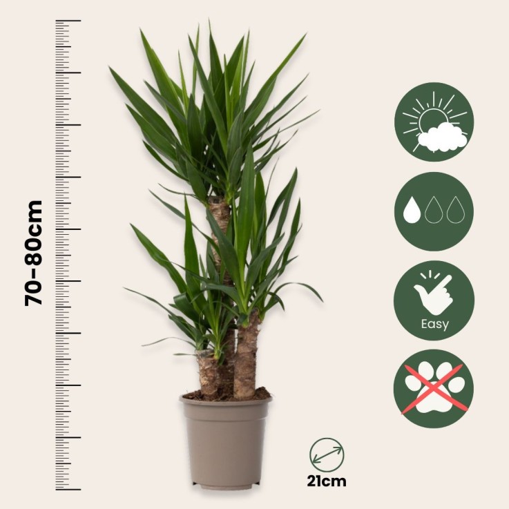Pied d'éléphant - Yucca elephantipes - Hauteur 70-80cm - ⌀21cm