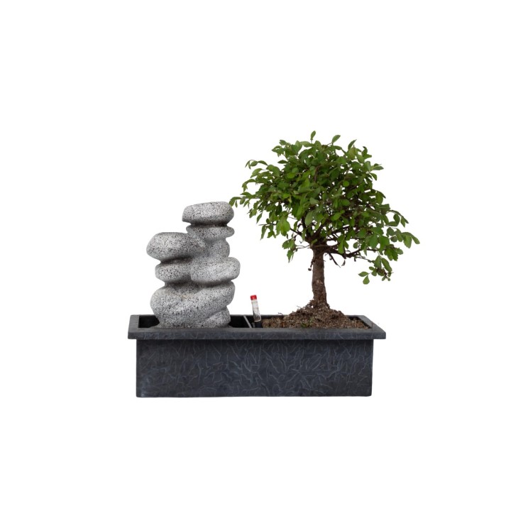 Bonsaï - Bonsai - Hauteur 25-35cm - ⌀29cm