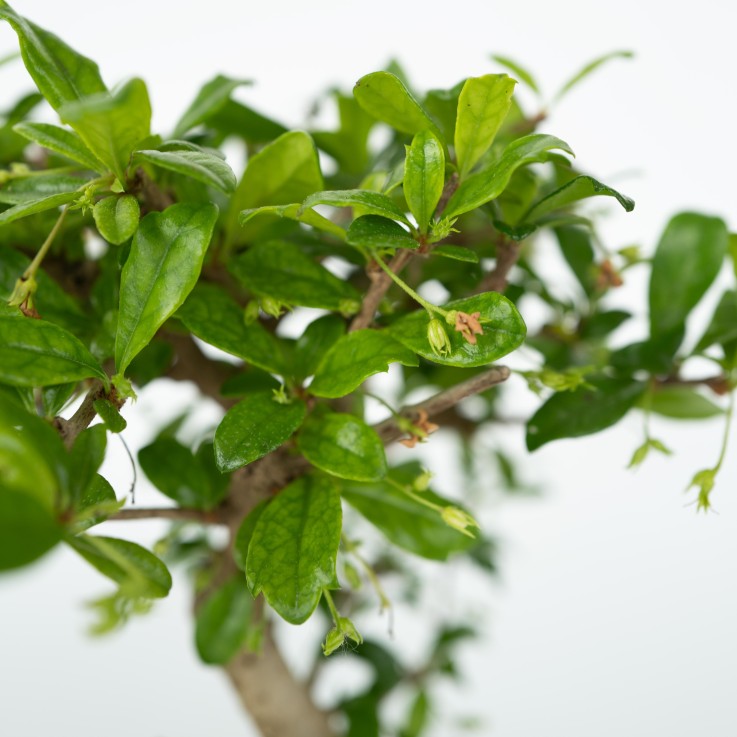 Bonsaï - Bonsai - Hauteur 25-35cm - ⌀29cm