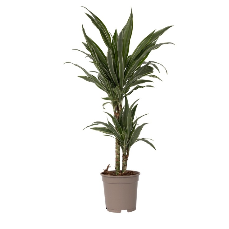 Dragonnier - Dracaena Deremensis 'Warneckei' - Hauteur 60-70cm - ⌀17cm