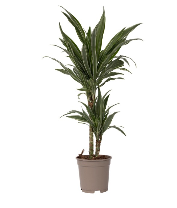 Dragonnier - Dracaena...