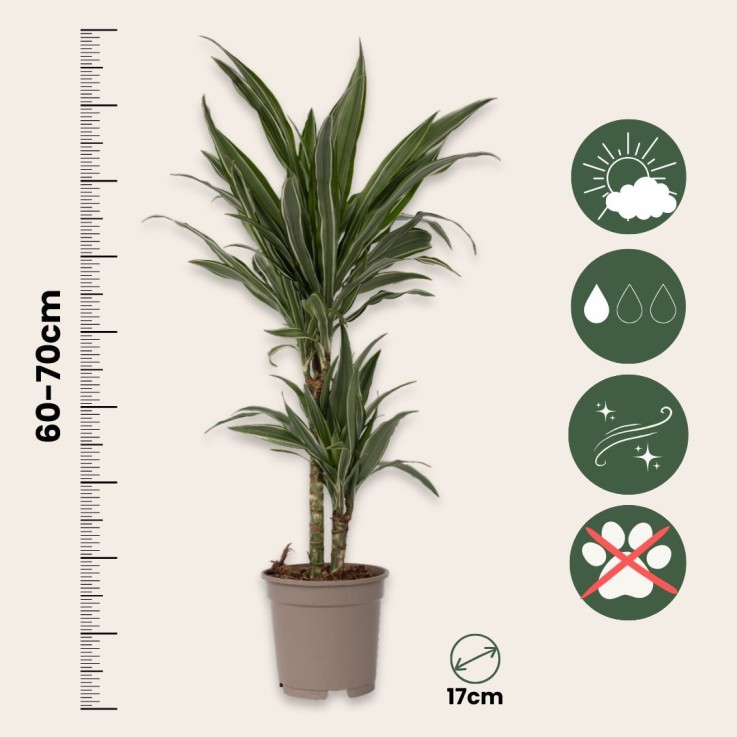 Dragonnier - Dracaena Deremensis 'Warneckei' - Hauteur 60-70cm - ⌀17cm