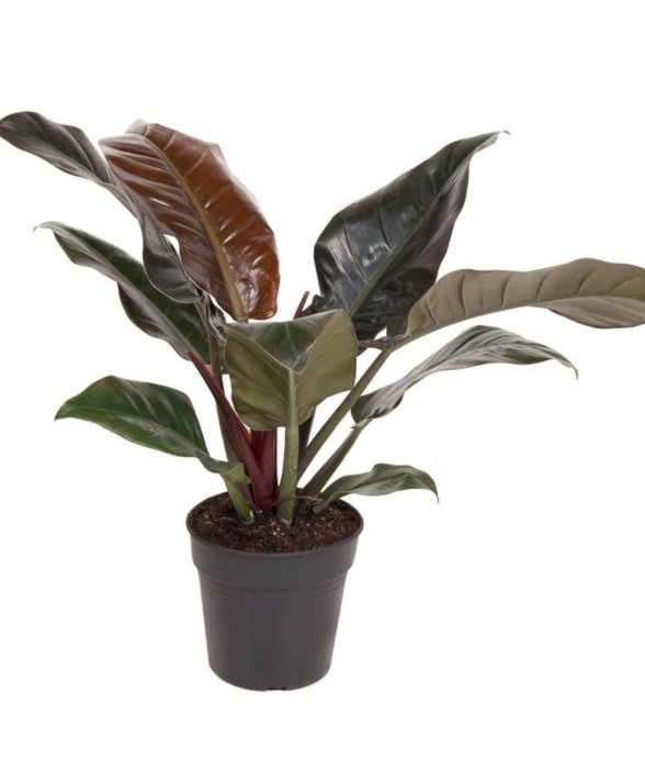 Plante verte - Philodendron...