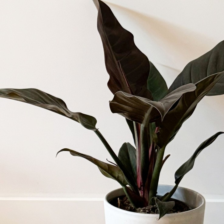 Plante verte - Philodendron 'Imperial Red' - Hauteur 50cm - ⌀19cm
