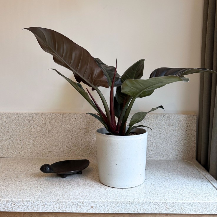 Plante verte - Philodendron 'Imperial Red' - Hauteur 50cm - ⌀19cm
