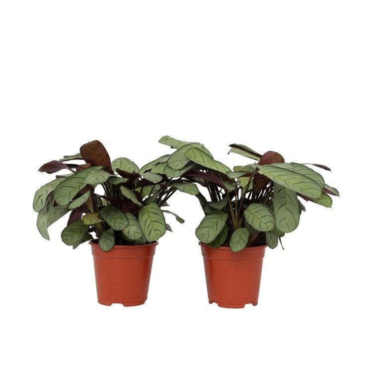 Ctenanthe - Set de 2 - Burle-Marxii 'Amagris' - Hauteur 25-35cm - ⌀14cm