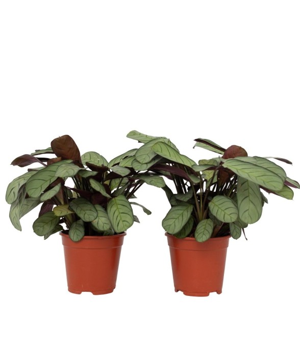 Ctenanthe - Set de 2 -...