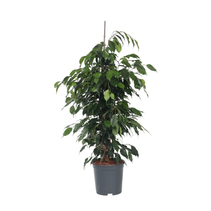 Ficus pleureur - Ficus benjamina 'Danielle' - Hauteur 100-110cm - ⌀21cm