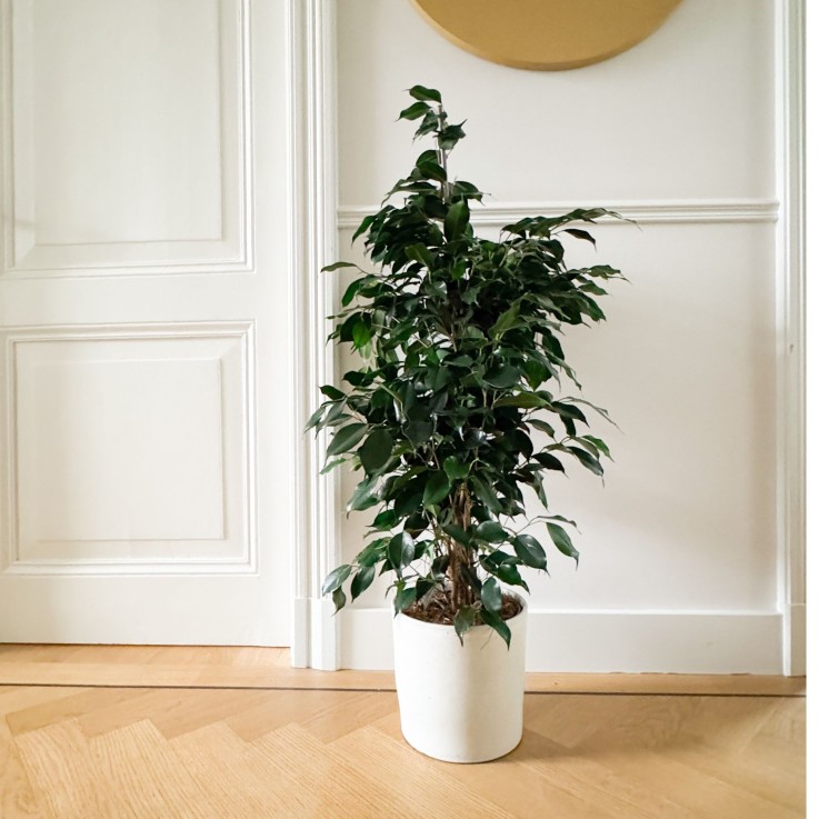 Ficus pleureur - Ficus benjamina 'Danielle' - Hauteur 100-110cm - ⌀21cm