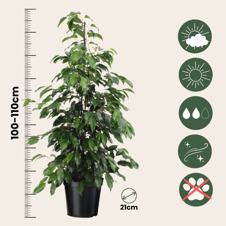Ficus pleureur - Ficus benjamina 'Danielle' - Hauteur 100-110cm - ⌀21cm