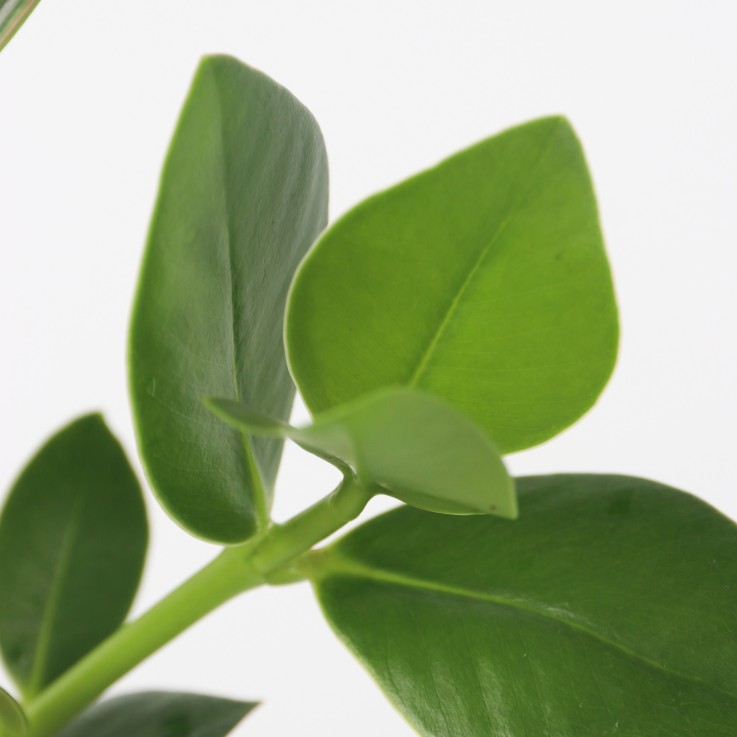 Clusia en verre - Clusia rosea 'Princess' - Hauteur 25-35cm - ⌀20cm