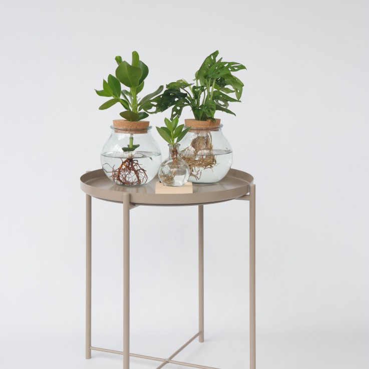 Clusia en verre - Clusia rosea 'Princess' - Hauteur 25-35cm - ⌀20cm