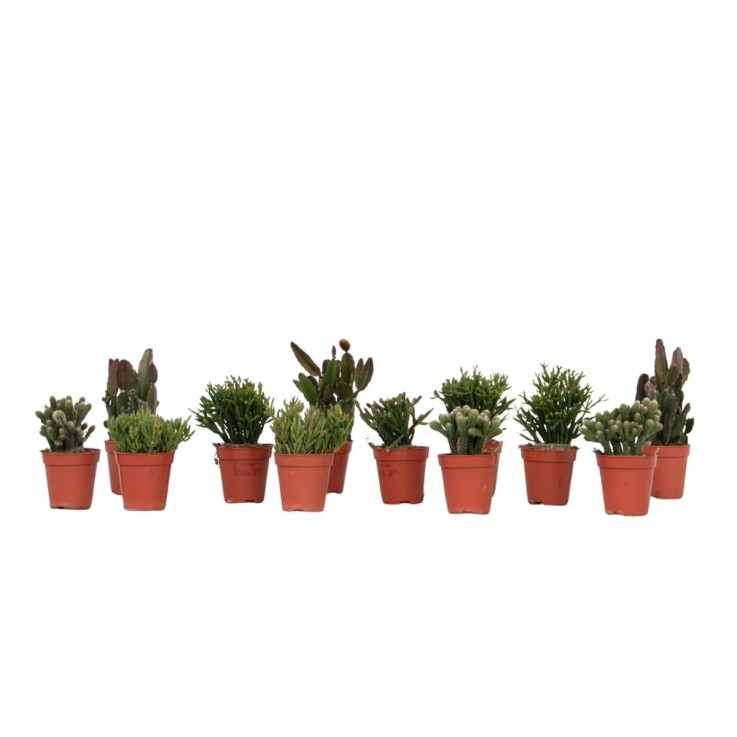 Cactus corail mix - Rhipsalis - Lot de 12 - Hauteur 8-12 cm - Pot 5.5 cm