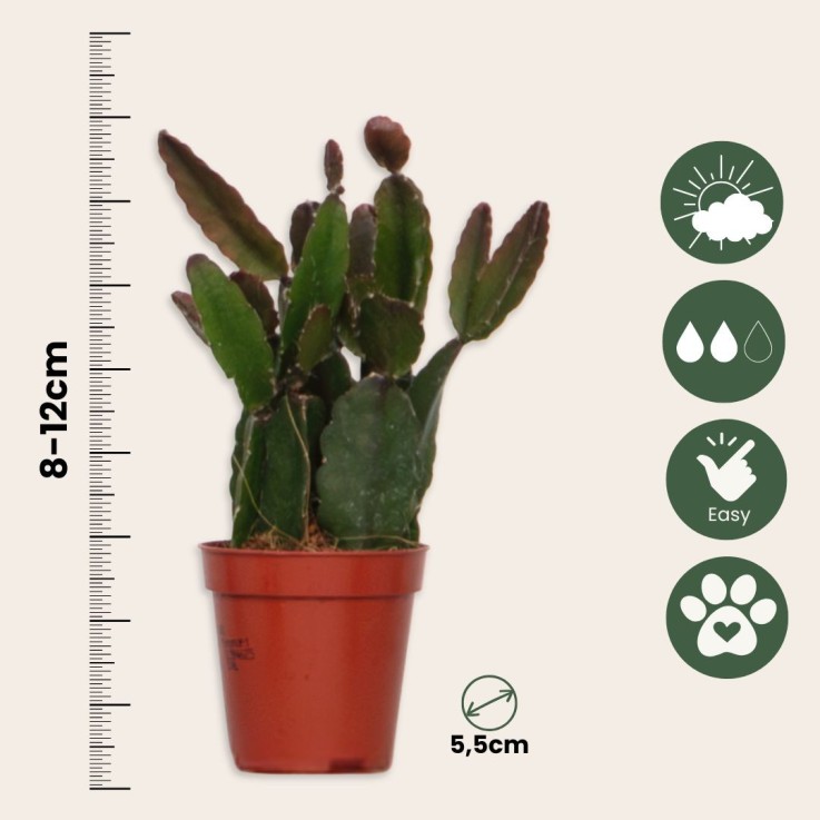 Cactus corail mix - Rhipsalis - Lot de 12 - Hauteur 8-12 cm - Pot 5.5 cm