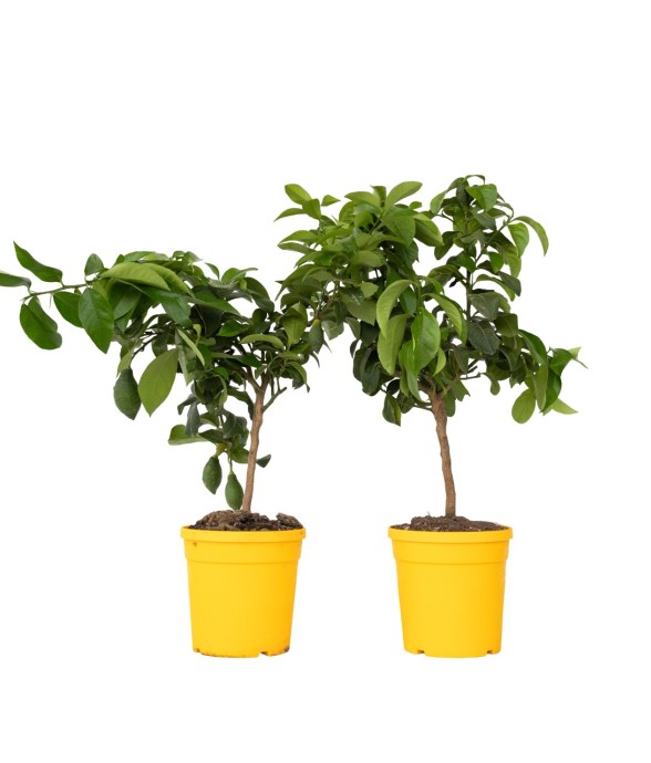 Citronnier - Set de 2 -...