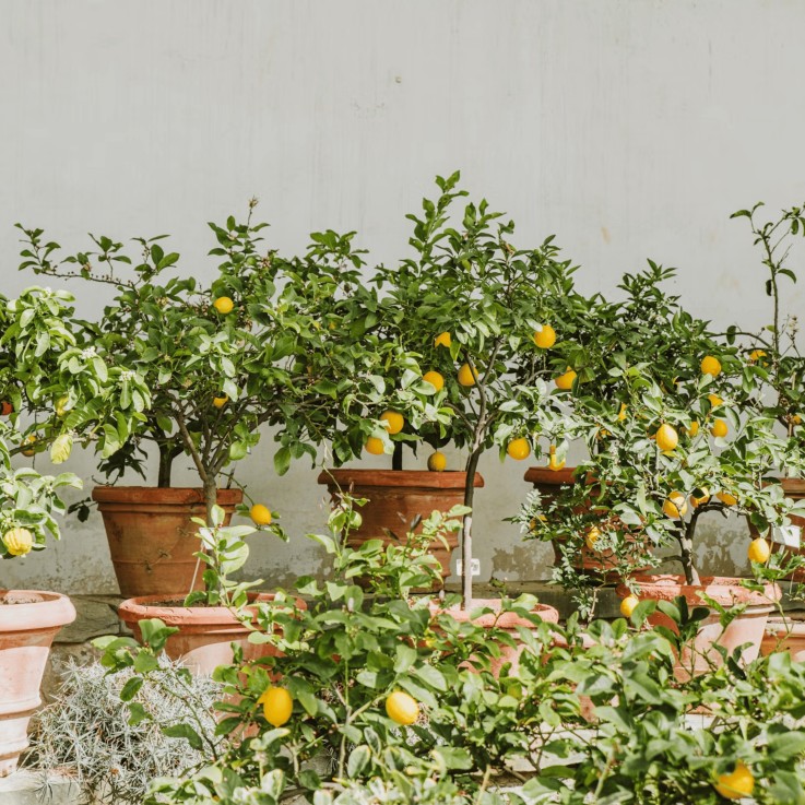 Citronnier - Set de 2 - Citrus limon - Hauteur 60-70cm - ⌀19cm