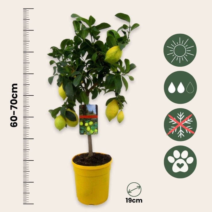 Citronnier - Set de 2 - Citrus limon - Hauteur 60-70cm - ⌀19cm