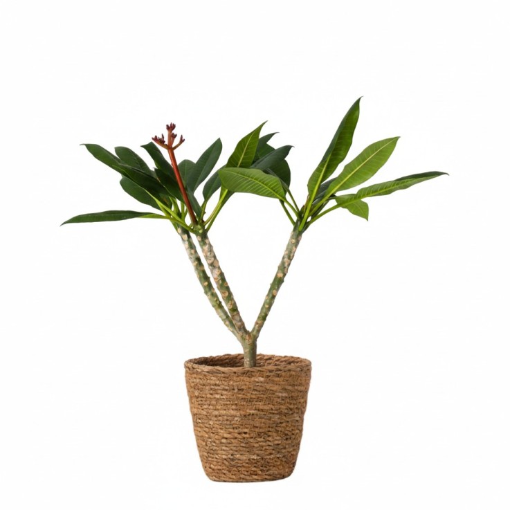 Frangipanier hawaii - Plumeria rubra 'Blanc' - avec panier - H. 55-70cm - ⌀17cm