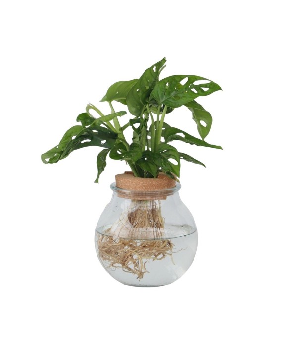 Plante à trous - Monstera...