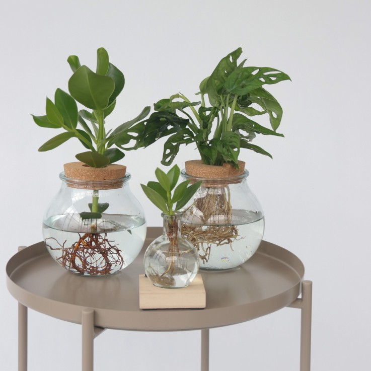 Plante à trous - Monstera adansonii 'Monkey Mask' - Hauteur 25-35cm - ⌀20cm