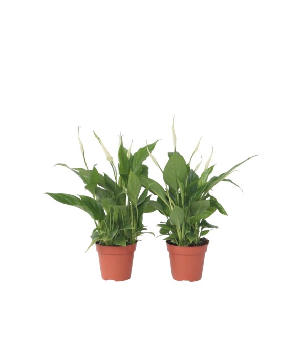 Fleur de lune - Set de 2 -...