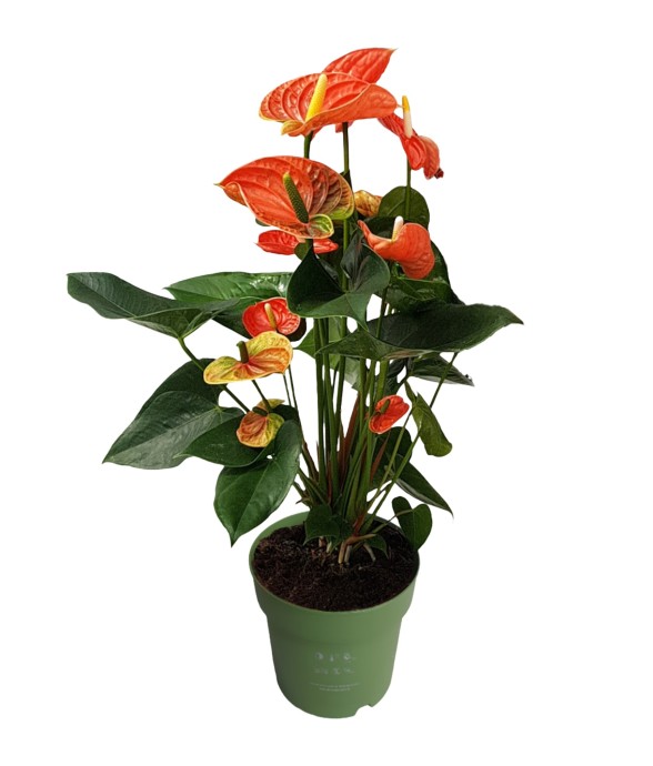 Langue de feu - Anthurium...