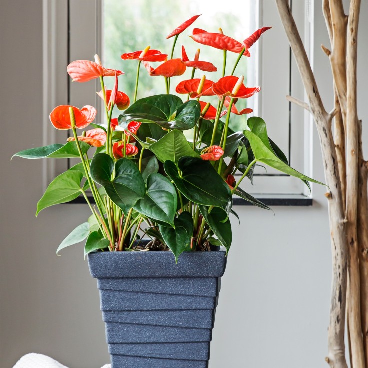 Langue de feu - Anthurium 'Madural Orange' - Hauteur 55-70cm - ø17cm