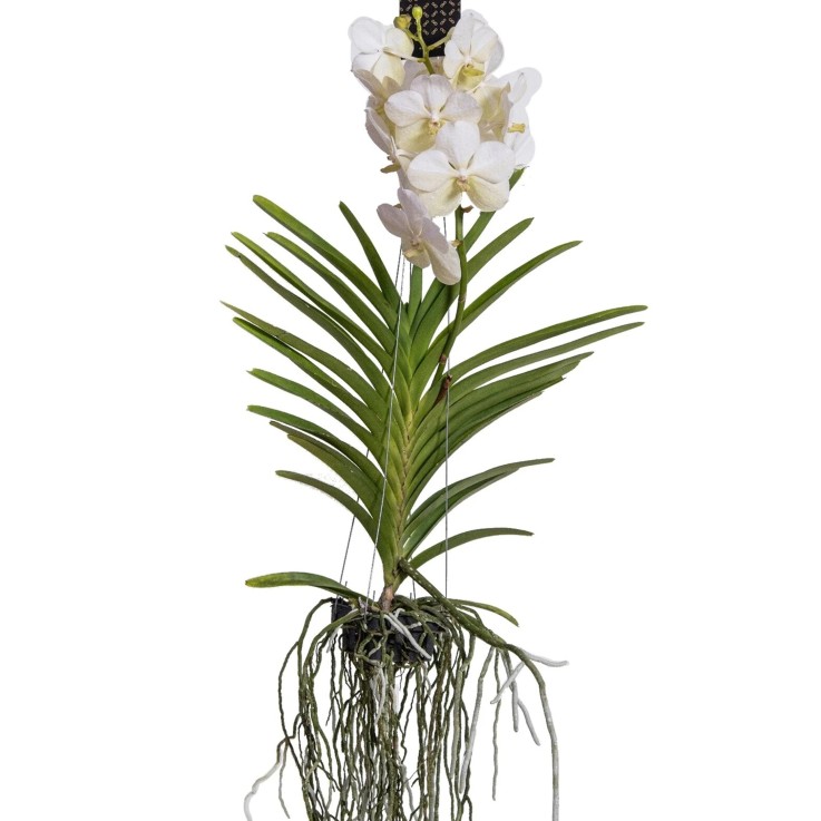 Orchidée - Vanda 'White' - Hauteur 55-65cm