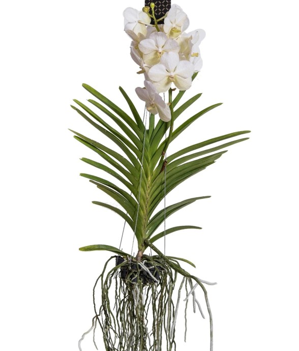 Orchidée - Vanda 'White' -...