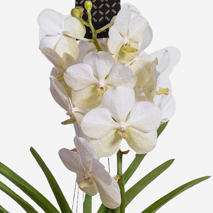 Orchidée - Vanda 'White' - Hauteur 55-65cm