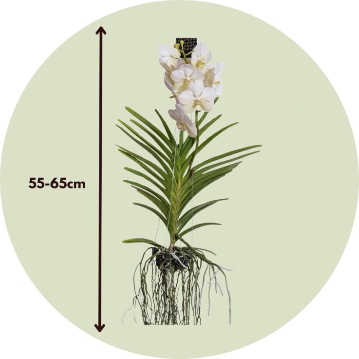 Orchidée - Vanda 'White' - Hauteur 55-65cm
