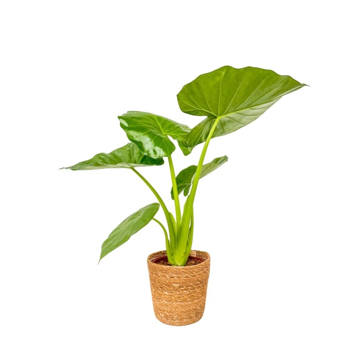 Plante à grandes feuilles - Alocasia macrorrhizos avec panier - 60-70cm - ⌀17cm