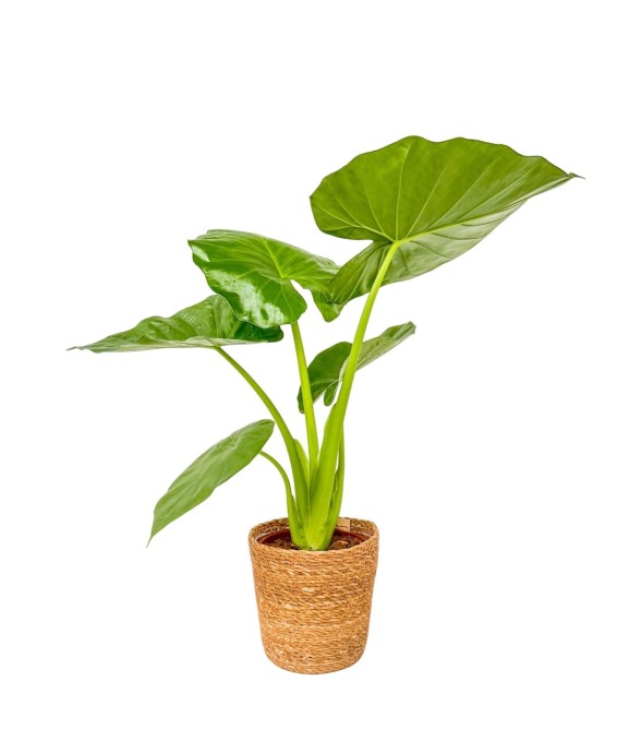 Plante à grandes feuilles -...