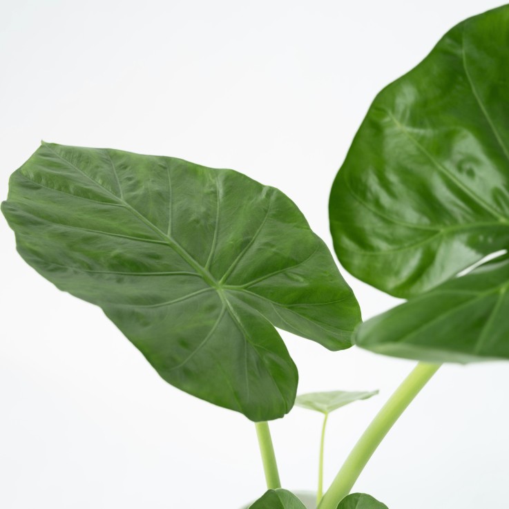 Plante à grandes feuilles - Alocasia macrorrhizos avec panier - 60-70cm - ⌀17cm